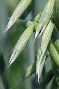 12252890 - close-up wild oats, shallow dof